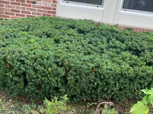 Bush Trimming by Gilberto GarcÃa for Corwin M. in Indianapolis, IN