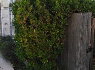 Bush Trimming by Terry Young for Zulfiqar H. in Round Rock, TX