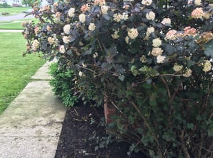 Bush Trimming by Torrion Letcher for Gerri L. in Parma, OH