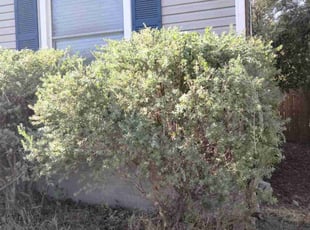 Bush Trimming by Jonathan Zavala for Humberto G. in Fort Worth, TX
