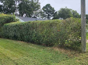 Bush Trimming by Jay M for Imperis W. in Norfolk, VA