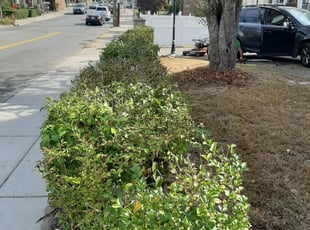 Bush Trimming by Peter Monopoli for Max F. in Boston, MA
