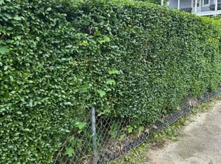 Joey K.'s Bush Trimming service result