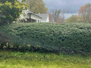Bush Trimming by James Nash for Gregory D. in Kannapolis, NC
