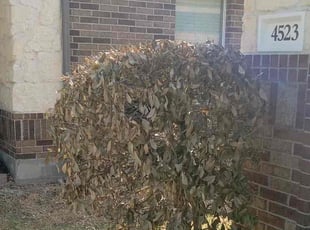 Bush Trimming by Roberto Pena for Tori C. in Humble, TX