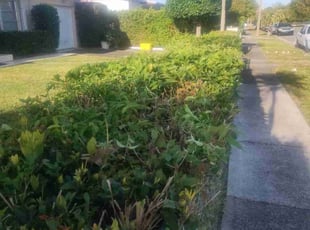 Bush Trimming by Frank Furia for Tammy A. in West Palm Beach, FL
