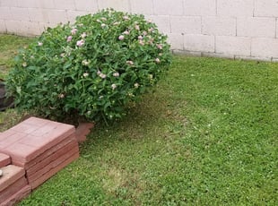 Bush Trimming by Jacob Tyler for Garrett E. in Phoenix, AZ
