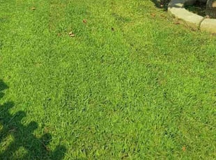 Kathy J.'s Lawn Maintenance service result