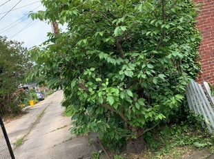 Marcus L.'s Bush Trimming service result