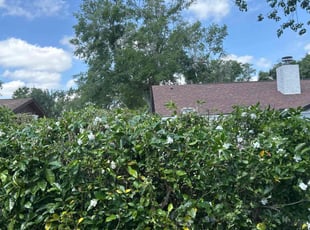 Bush Trimming by Patrick Paul for Nataliia C. in Clermont, FL