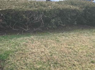 Leaf Removal by Norberto Soto for Lisa C. in Yeadon, PA