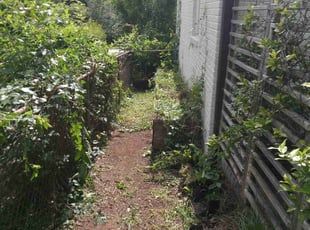 Bush Trimming by Shay Thaniel Washington for Katie S. in Charlotte, NC