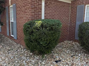 Russell B.'s Bush Trimming service result