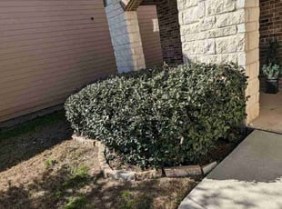 Bush Trimming by Marc Davis for Hailey R. in Converse, TX