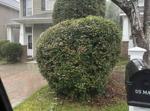 Ashley H.'s Bush Trimming service result
