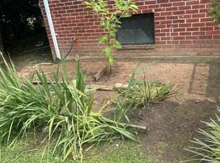 Weeding by Luiz Gosling De Oliveira for Sarah A. in Bethesda, MD