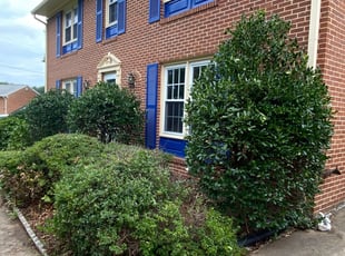 Bush Trimming by Angel P. for Vi L. in Annandale, VA