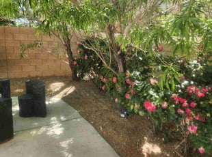 Bush Trimming by Lamont Johnson for Christopher S. in Las Vegas, NV
