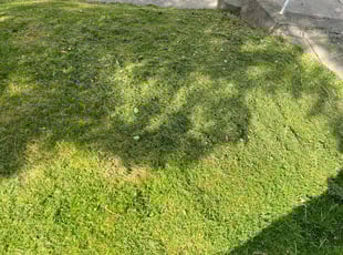 Carl B.'s Lawn Maintenance service result