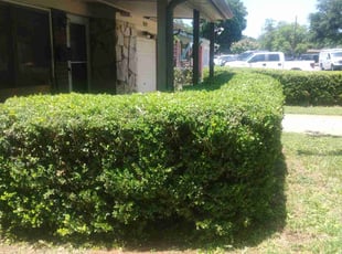 Robert B.'s Bush Trimming service result