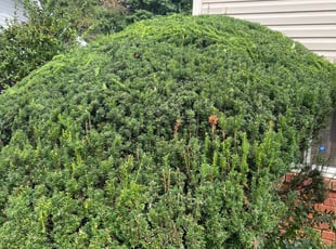 Bush Trimming by Melford Franklin for Zefranso G. in Milford Mill, MD