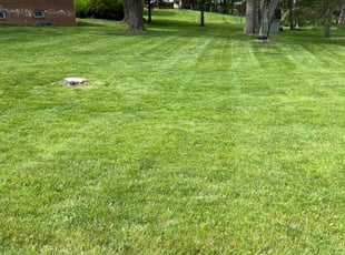 Matthew G.'s Grass Cutting service result