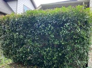 Bush Trimming by DeAndre Lamb for Mark Q. in Houston, TX