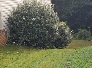 Tim C.'s Bush Trimming service result