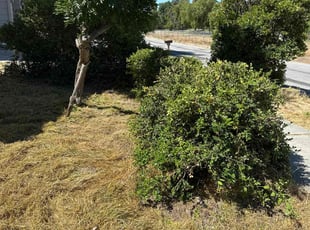 Bush Trimming by Jorge Rafael ChΓ‘vez for Clarissa N. in San Jose, CA