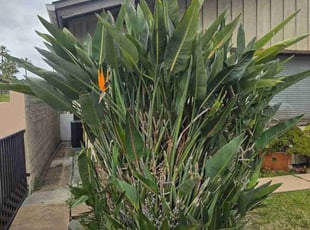 Bush Trimming by Roberto Medina for Julie E. in La Mesa, CA