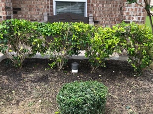 Bush Trimming by Roman Rodriguez for Martha M. in San Antonio, TX