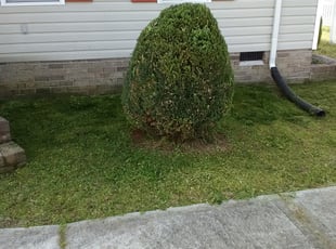 Bush Trimming by Arthur Haskins for Latesha J. in Richmond, VA
