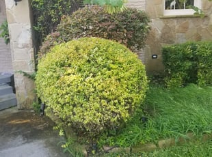 Bush Trimming by Luis m vega barrera for John G. in Dallas, TX