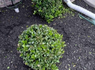 Bush Trimming by Dimitri Sharp for Duane J. in Brandywine, MD