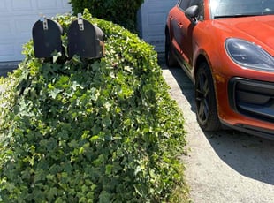 Kirk R.'s Bush Trimming service result