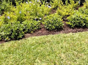 Weeding by Nakia Fleming for Isabella N. in Jacksonville, FL