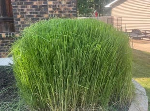 Bush Trimming by Lawrence Hill for Amy C. in Fenton, MO