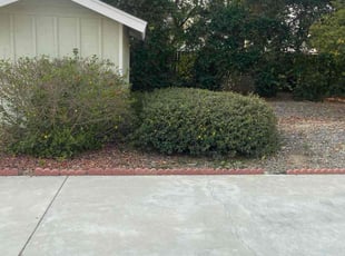 Maury L.'s Bush Trimming service result