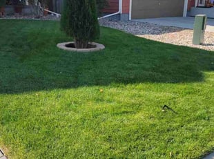 Adam H.'s Lawn Mowing service result