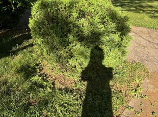 Bush Trimming by Darrell Pearson for Treva M. in Charlotte, NC
