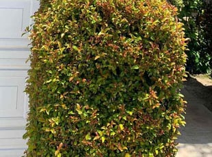 Bush Trimming by Mario Monje for Jeffrey F. in Murrieta, CA