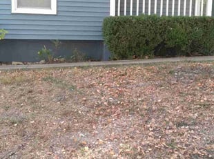 Bush Trimming by Julio Almestica for Kathy M. in Independence, MO