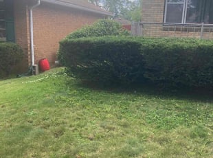 Bush Trimming by Guy Zagara for Chimuaya M. in Buffalo, NY
