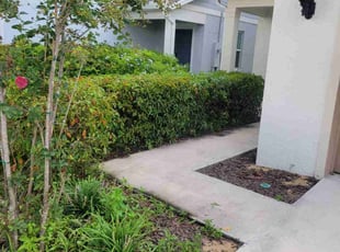 Steven Z.'s Bush Trimming service result