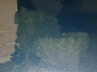 Bush Trimming by Charles Jackson Jr for Dianna T. in Park Forest, IL