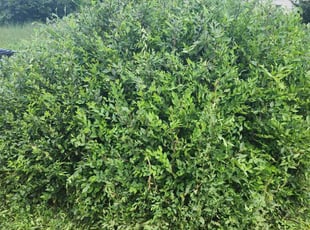 Bush Trimming by Ruben Candelario for Erin L. in Colorado Springs, CO