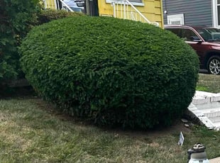 Bush Trimming by Corey Peart for Kim D. in Irvington, NJ