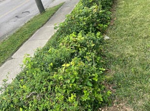 Bush Trimming by James Abernathy for Greg W. in Cincinnati, OH