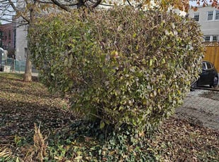 Bush Trimming by Jose Paz for Jason E. in Washington, D.C., DC