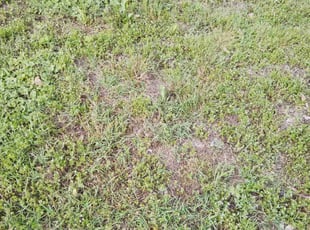 Cleanups by Nicole Royster for Matthew K. in Portsmouth, VA